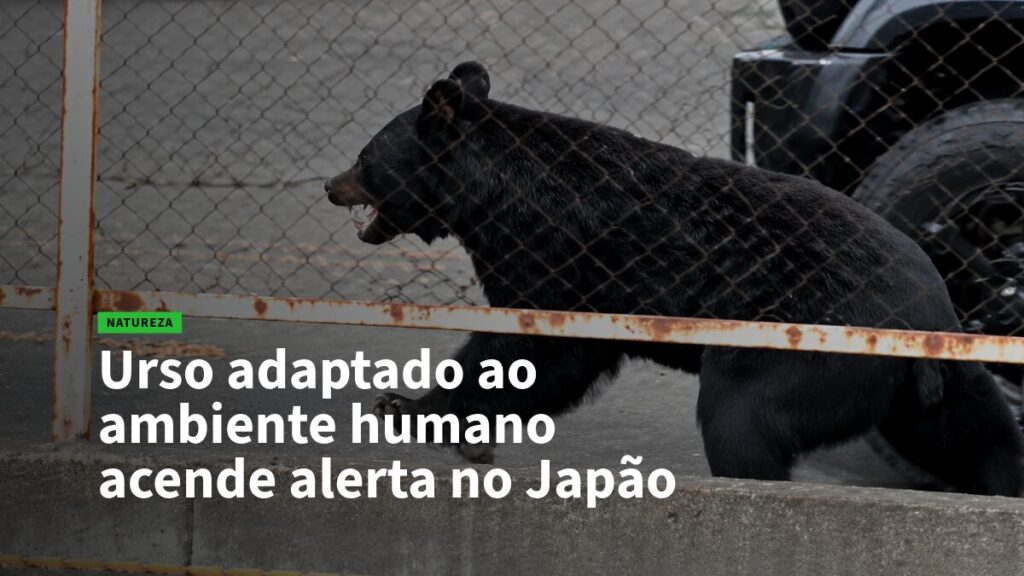 Urso negro próximo a cerca enferrujada, com manchete sobre urso que se adapta a ambientes humanos no Japão.