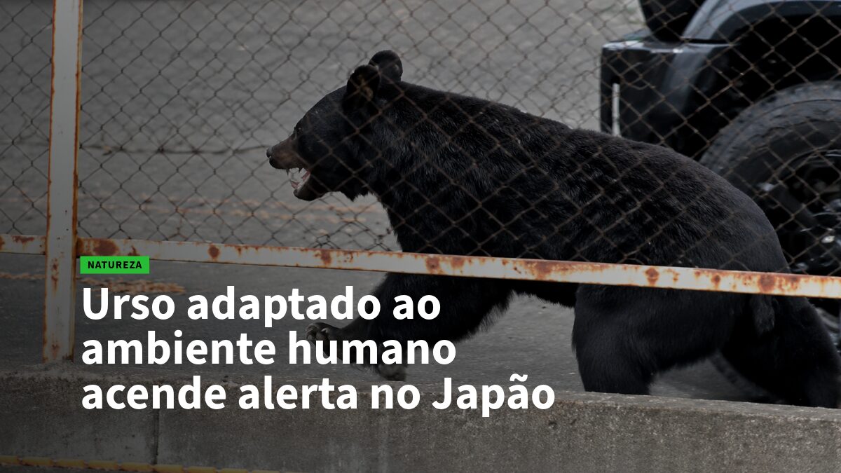 Urso negro próximo a cerca enferrujada, com manchete sobre urso que se adapta a ambientes humanos no Japão.