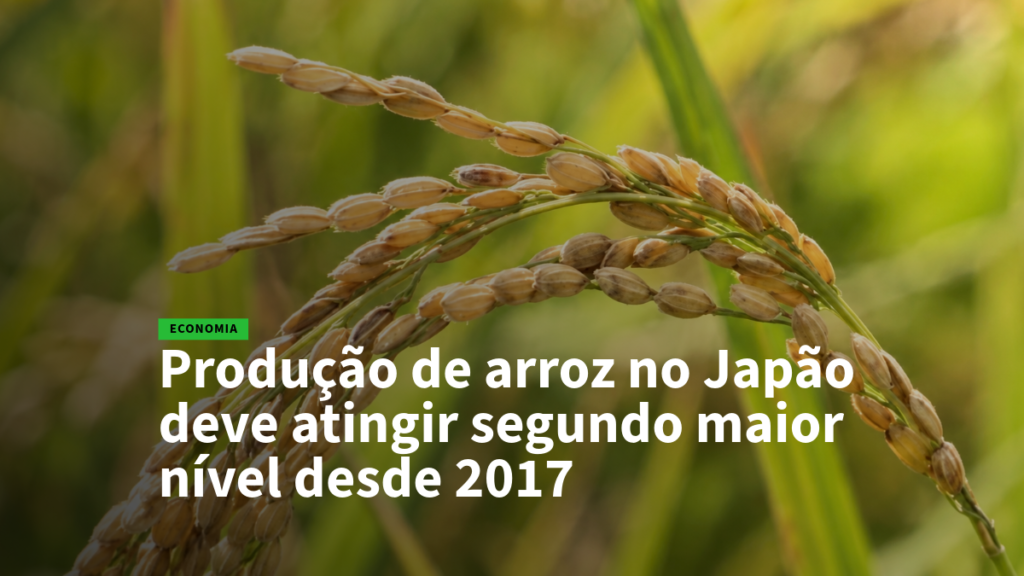 Economia: Produção de arroz no Japão deve atingir segundo maior nível desde 2017, com espigas de arroz ao fundo.