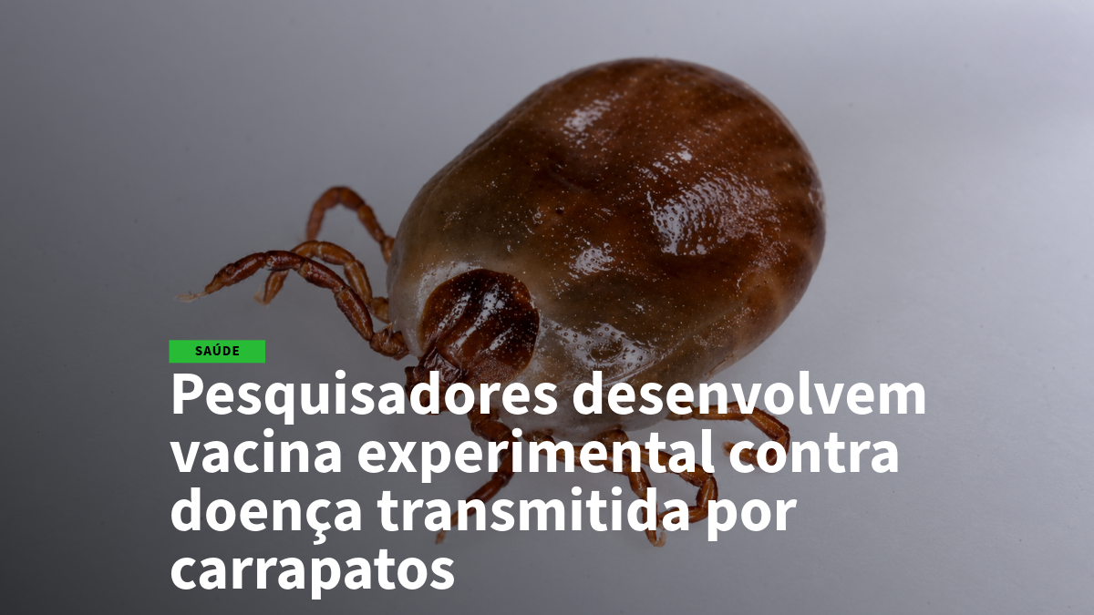 Close-up of a brown tick on a gray surface with a green 'SAÚDE' tag; headline says researchers develop an experimental vaccine against tick-borne disease.